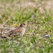 Field Sparrow